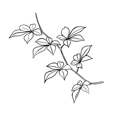 Sonbahar sarmaşığının sallanan dalları. Bitkiler, ağaç yaprağı vektörü Mürekkep beyaz yapraklı sonbahar yapraklarını görüntüler. Düğün kırtasiyesi, selamlar, duvar kağıtları için zarif el yapımı sarmaşık yaprakları.