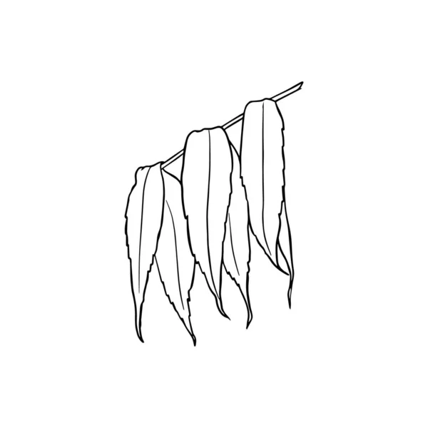 Herfst Lange Smalle Wilgenbladeren Geïsoleerd Een Wit Illustratie Van Takken — Stockvector