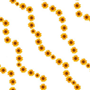 Ayçiçeği desenli, beyaz arkaplan. Botanik resim, çiçek arkaplanı, resim.