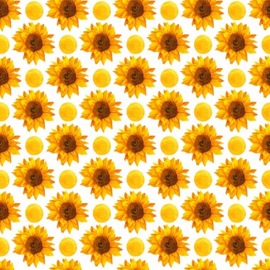 Ayçiçeği desenli, beyaz arkaplan. Botanik resim, çiçek arkaplanı, resim.