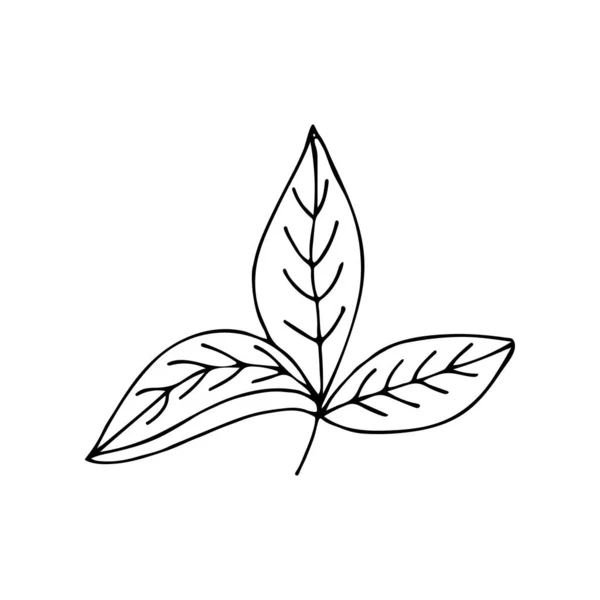 Doodle Leaf Illustration Vector Hand Drawn Leaf Illustration Doodle Leaf — Stock Vector