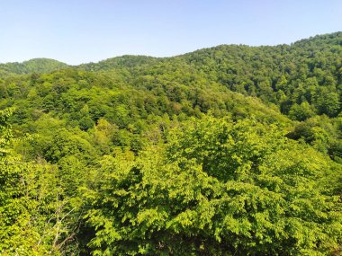 Yeşil yaz ormanları olan dağ manzarası. Yeşil dağ ormanları manzarası. Kafkas Dağları