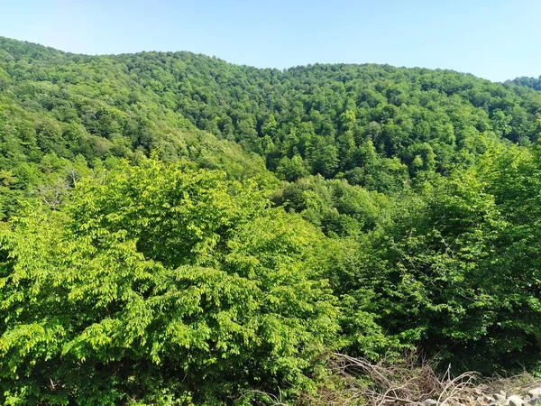 Krajobraz Górski Zielonymi Letnimi Lasami Zielone Lasy Górskie Krajobraz Kaukaz — Zdjęcie stockowe