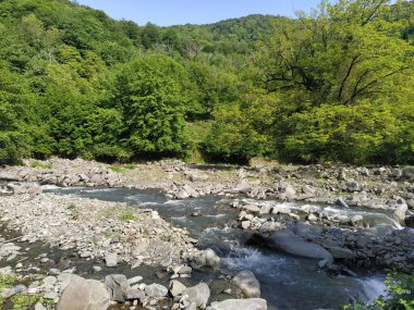Yeşil dağları ve dağ nehri olan güzel doğa manzarası. Dağ nehri, kayalar ve yeşil orman.