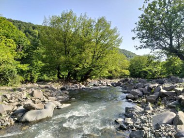 Yeşil dağları ve dağ nehri olan güzel doğa manzarası. Dağ nehri, kayalar ve yeşil orman.