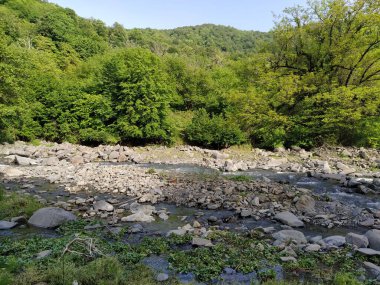 Yeşil dağları ve dağ nehri olan güzel doğa manzarası. Dağ nehri, kayalar ve yeşil orman.