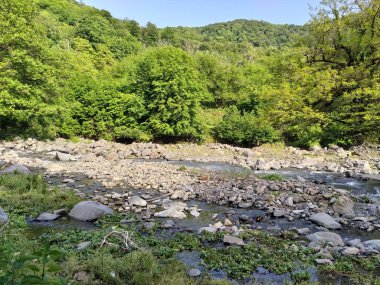 Yeşil dağları ve dağ nehri olan güzel doğa manzarası. Dağ nehri, kayalar ve yeşil orman.