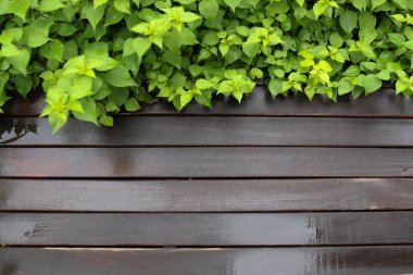 yaprak yeşil ve taze ıslak ahşap arka plan 