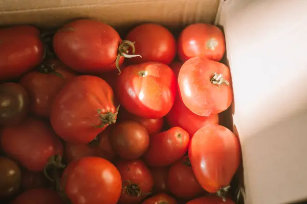 Caja Cartón Con Tomates Rojos — Foto de Stock