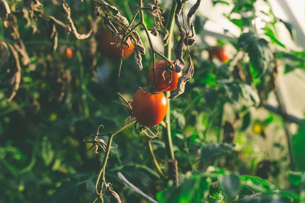 Los Tomates Maduros Sobre Las Ramas Invernadero — Foto de Stock