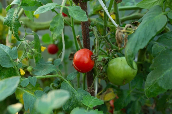 Los Tomates Maduros Sobre Las Ramas Invernadero — Foto de Stock