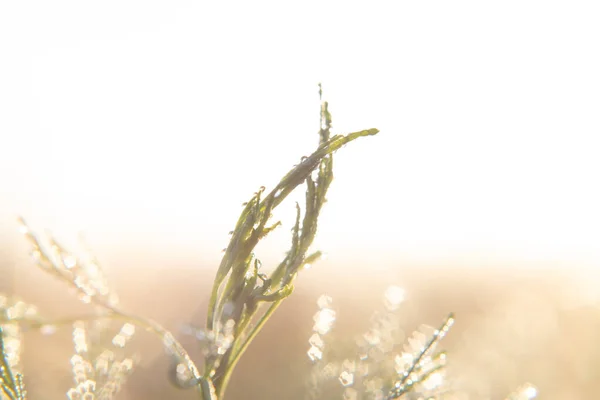 Dew Drop Grass Close — Stock Photo, Image