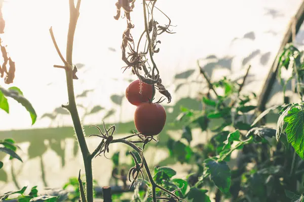Dos Tomates Rojos Una Rama — Foto de Stock
