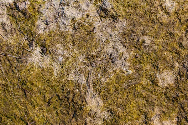 Yosun Dokusunu Kapat — Stok fotoğraf