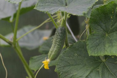 Daldaki genç salatalık