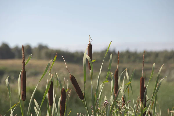 Reeds Blurred Background Trees — Stock Photo, Image
