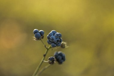 Vahşi olgun böğürtlenler çalıların üzerinde yetişir. Seçici odak