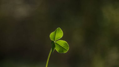 Doğada üç yapraklı yonca. Yeşil yonca.
