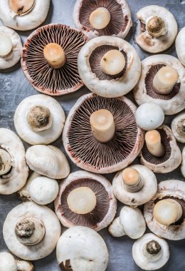 Taze mantar dokusu. Yumuşak yansıtıcı yüzeyde şampiyonlar (düğme mantarları)