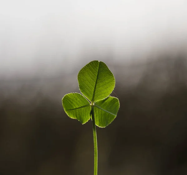 Trèfle Trois Feuilles Sur Fond Nature Shamrock Vert — Photo