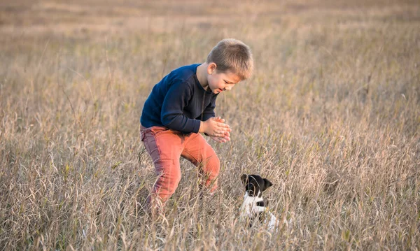 Милий Хлопчик Грає Своїм Собакою Лузі Маленький Щенячий Джек Російський — стокове фото