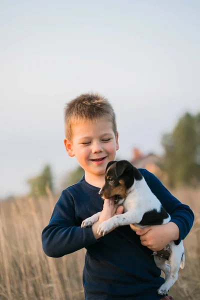 Cute Boy Playing His Dog Meadow Little Puppy Jack Russel Stock Image