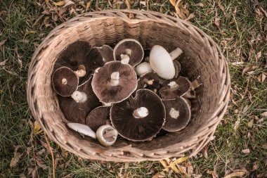 Bir sepet yaban mantarı (Champignon, Agaricus Bisporus) çiğ (pişmemiş)).