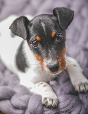 Küçük beyaz köpek yavrusu Jack Russel Terrier 'ın güzel gözleri battaniyenin üzerinde.