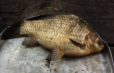 Nehir çiğ balığı - sazan balığı, yuvarlak tabakta.