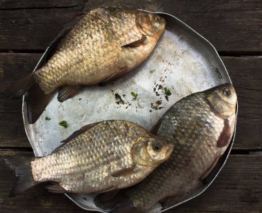 Yuvarlak bir alüminyum kasede üç sazan balığı. 