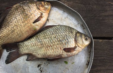 Yuvarlak bir alüminyum kasede üç sazan balığı. 