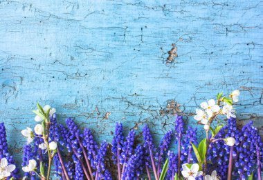 Muscari çiçekleri mavi renkte izole edilmiş. Düz üst görünüm.