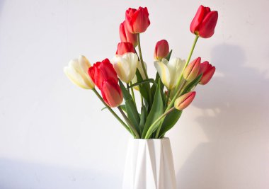 Beyaz arka planda kırmızı laleler. Bahar çiçekleri.