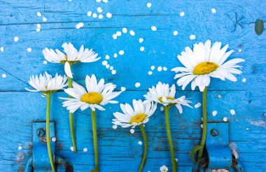 Yukarıdan mavi masasında beyaz bezelyeler olan papatya çiçeği. Düzleştirme biçimi.