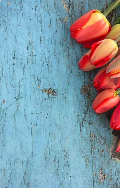 Cadre Fleurs Tulipes Rouges Sur Fond Bois Bleu Vue Supérieure — Photo