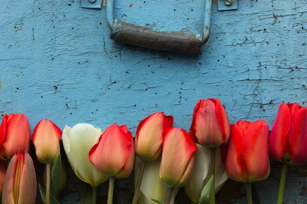 Цветы Рамки Красных Тюльпанов Синем Деревянном Фоне Вид Сверху Пространством — стоковое фото