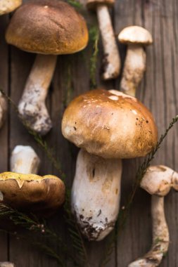 Mantar mantarı Boletus 'u tahta arka planda gezdiriyor. Sonbahar Boletus edulis mantarları ahşap kırsal masa üzerine kapanır. Lezzetli organik mantarlar pişirmek. Gurme yemekleri.