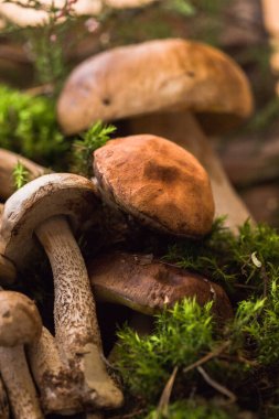 Mantar mantarı Boletus 'u tahta arka planda gezdiriyor. Sonbahar Boletus edulis mantarları ahşap kırsal masa üzerine kapanır. Lezzetli organik mantarlar pişirmek. Gurme yemekleri.