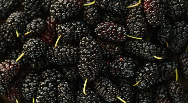 Zralé Čerstvé Ovoce Černého Moruše Zdravé Jídlo Šťavnatého Morušového Ovoce — Stock fotografie