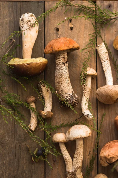 Mantar mantarı Boletus 'u tahta arka planda gezdiriyor. Sonbahar Boletus edulis mantarları ahşap kırsal masa üzerine kapanır. Lezzetli organik mantarlar pişirmek. Gurme yemekleri.