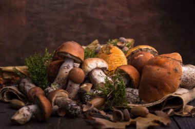 Mantar mantarı Boletus 'u tahta arka planda gezdiriyor. Sonbahar Boletus edulis mantarları ahşap kırsal masa üzerine kapanır. Lezzetli organik mantarlar pişirmek. Gurme yemekleri.