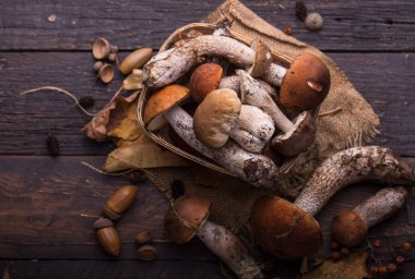 Mantar mantarı Boletus 'u tahta arka planda gezdiriyor. Sonbahar Boletus edulis mantarları ahşap kırsal masa üzerine kapanır. Lezzetli organik mantarlar pişirmek. Gurme yemekleri.