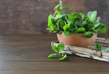 Kopya alanı ile taze nane yaprağı arkaplanı