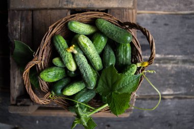Taze salatalıklı sepet. Yaz hasadı. Bir kase sebze. en üstteki görünüm