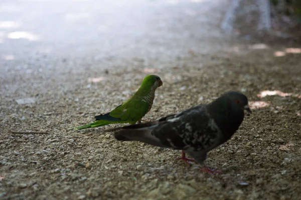 地面に鳩が — ストック写真