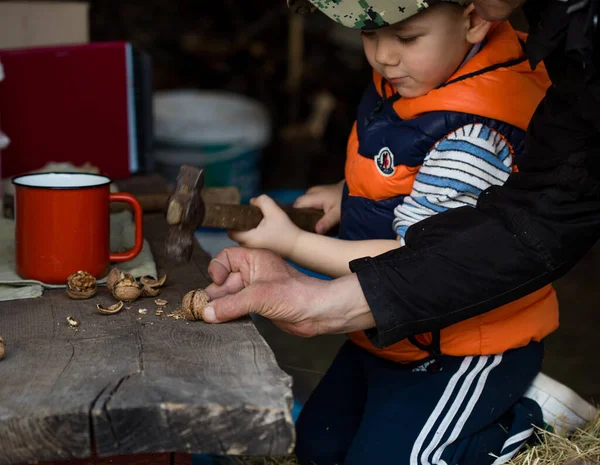 Boy Cut Walnuts — Fotografia de Stock