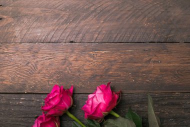 Yakın çekim, makro çekim. Pembe bir gül tomurcuğu. Sevgililer Günü için doğal parlak güller arka planı