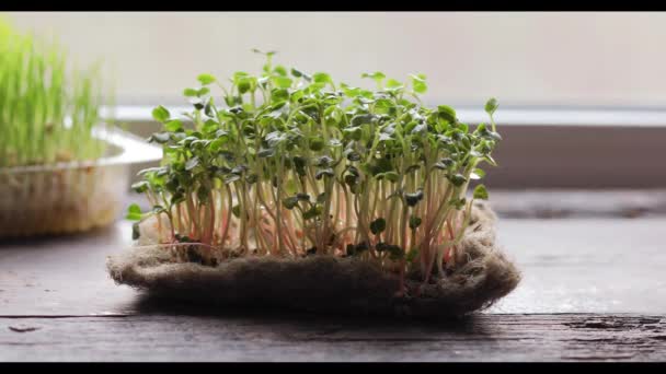 大根のマイクログリーン マイクログリーンを発芽させる 自宅で発芽を種子 ビーガンと健康的な食事の概念 発芽した大根の種 マイクログリーン 芽が出てる 緑の生活の概念 有機食品 — ストック動画