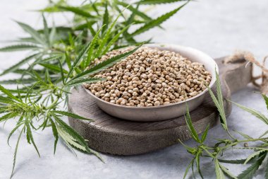 Kenevir tohumu, kenevir tohumu cbd.