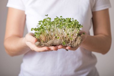 Kadın ellerinde mikroyeşil turp filizleri. Çiğ filizler, mikro yeşiller, evde tohum filizlenmesi. Vegan ve sağlıklı beslenme konsepti.